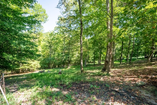 view of local wilderness