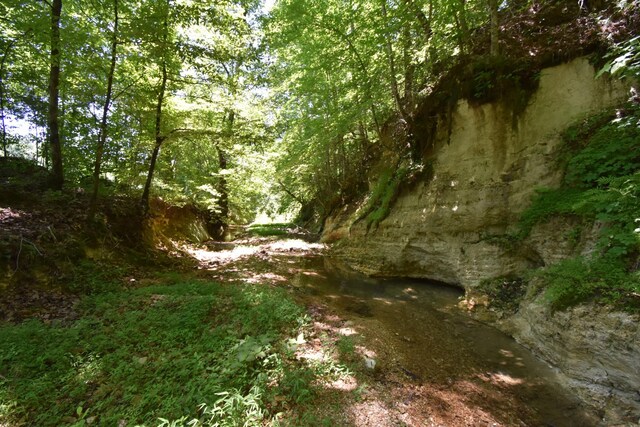 view of local wilderness