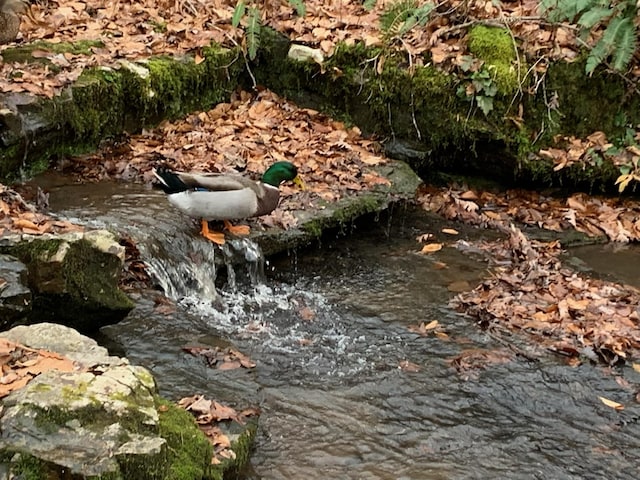 view of nature