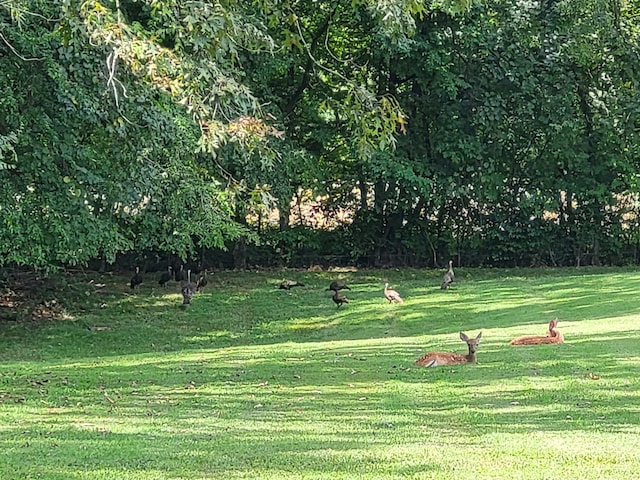 surrounding community featuring a lawn