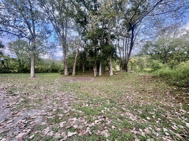 view of local wilderness