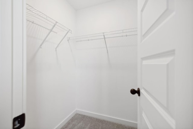 walk in closet with carpet floors