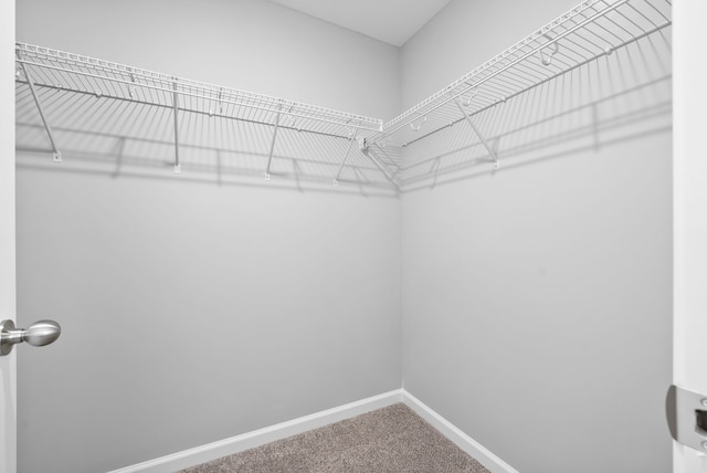 spacious closet with carpet