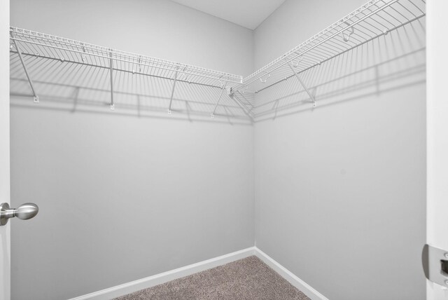 spacious closet with carpet