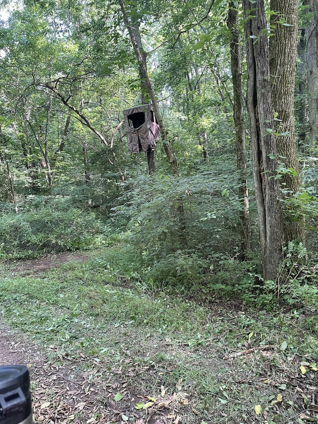 view of local wilderness