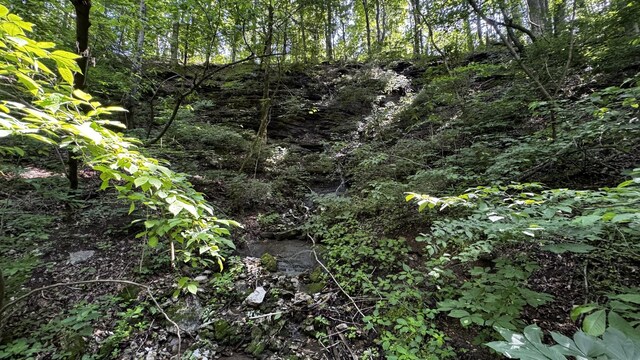 315 Loyd Rd, Pulaski, TN 38478 - view of tree filled area