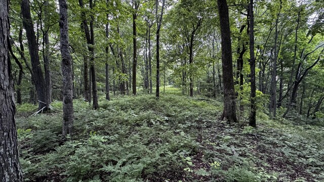 315 Loyd Rd, Pulaski, TN 38478 - view of woods