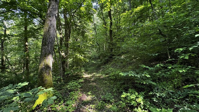 315 Loyd Rd, Pulaski, TN 38478 - view of woods