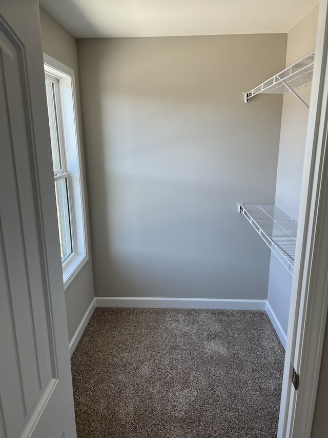 spacious closet featuring carpet