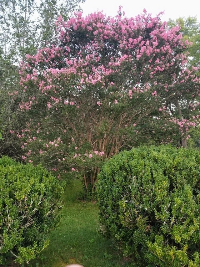 view of local wilderness