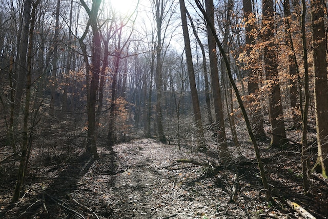 view of local wilderness