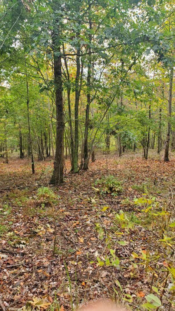 0 Browns Trace Rd, South Pittsburg, TN 37380 - photo 15