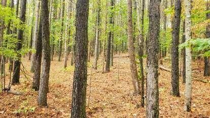 0 Browns Trace Rd, South Pittsburg, TN 37380 - photo 17