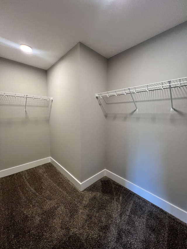 walk in closet featuring carpet flooring