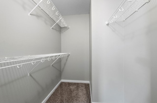 spacious closet featuring carpet