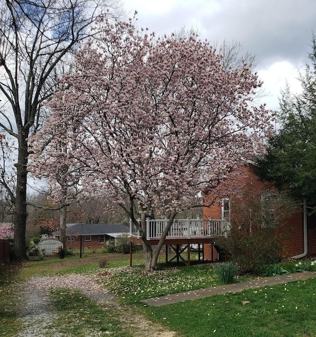 view of yard featuring a storage shed and a wooden deck