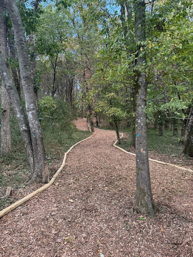 view of local wilderness