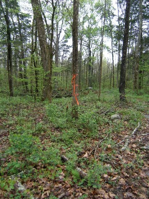 0 Sugar Rdg, Spring Hill, TN 37174 - photo 27