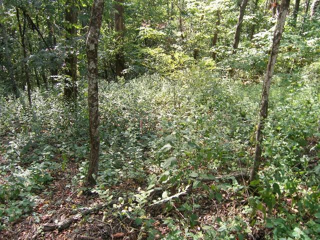 0 Sugar Rdg, Spring Hill, TN 37174 - photo 26