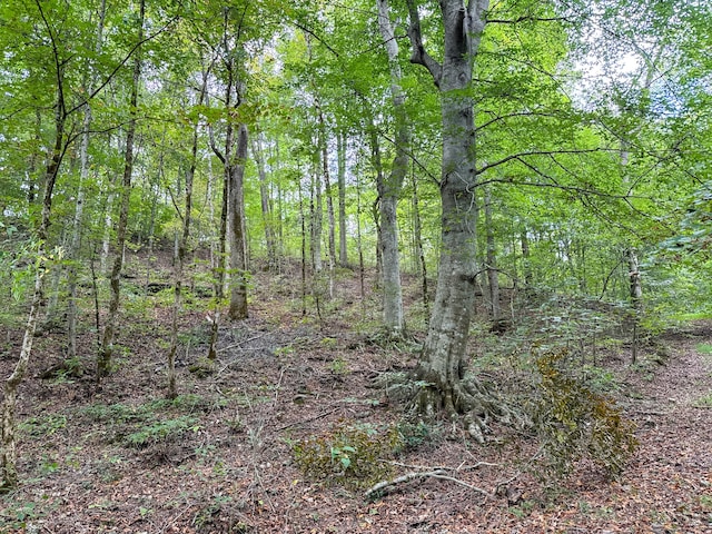 view of local wilderness