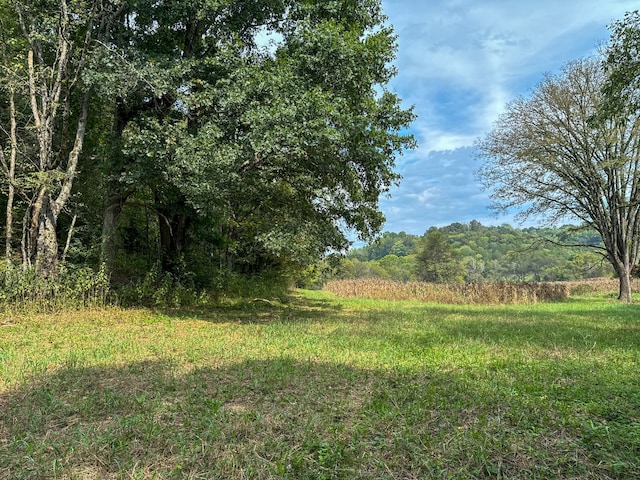 view of local wilderness