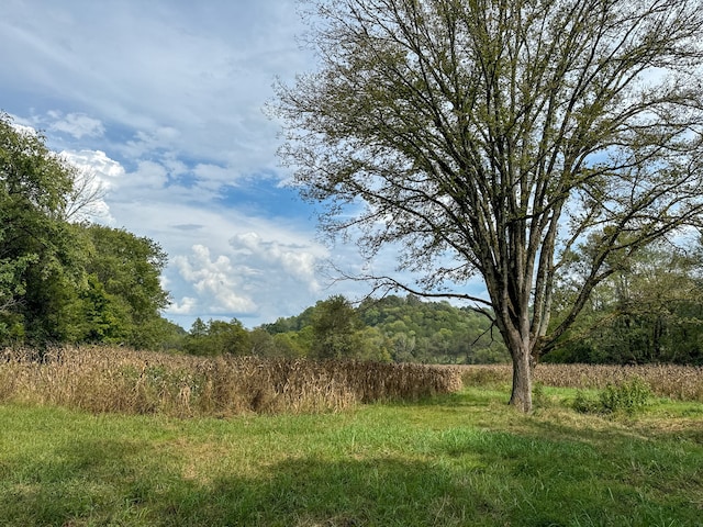 view of local wilderness