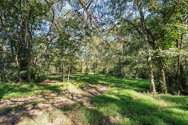 view of local wilderness