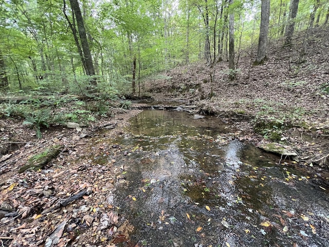 view of local wilderness