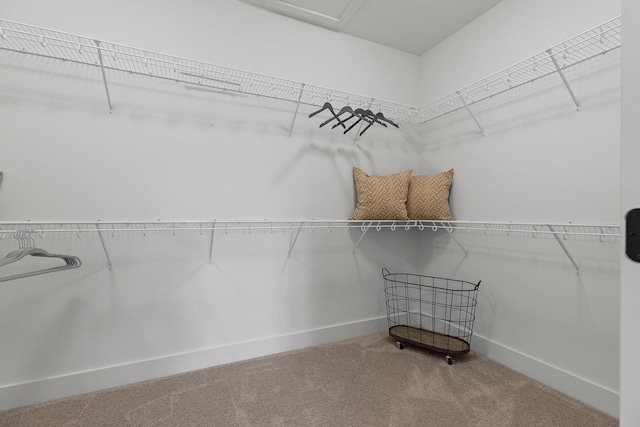 spacious closet featuring attic access and carpet