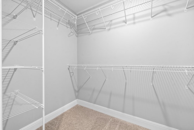 spacious closet featuring carpet floors