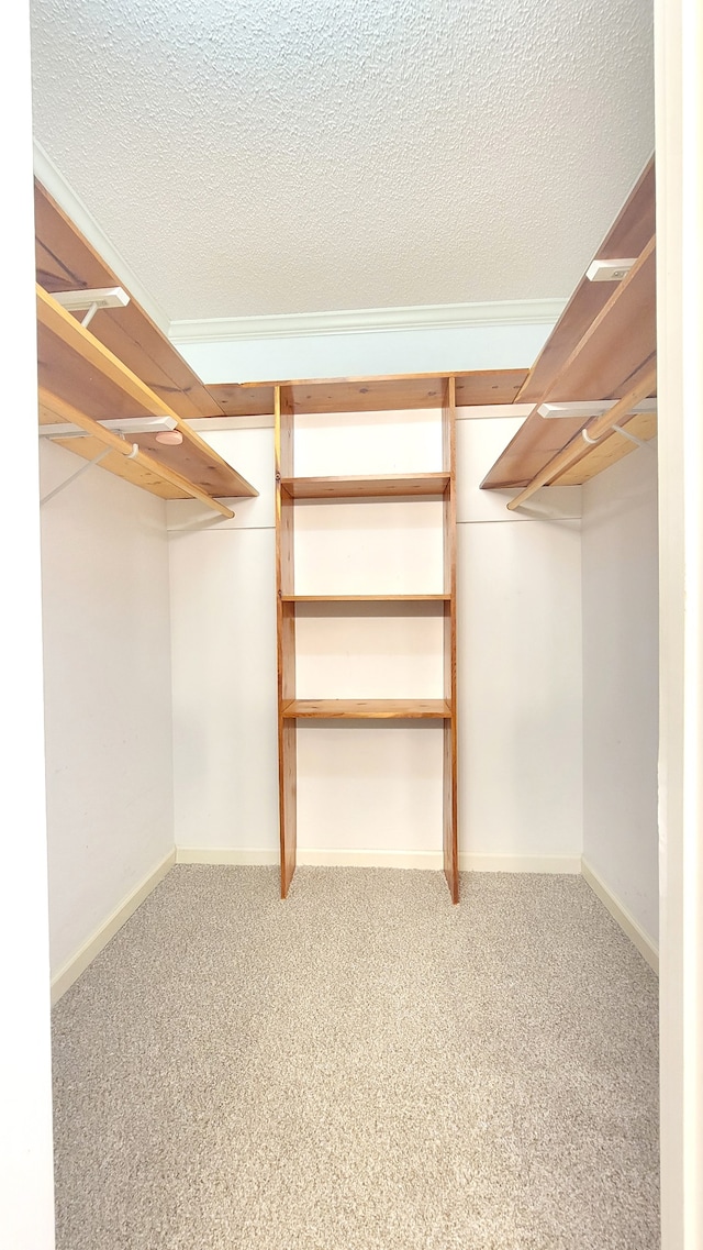 spacious closet featuring carpet