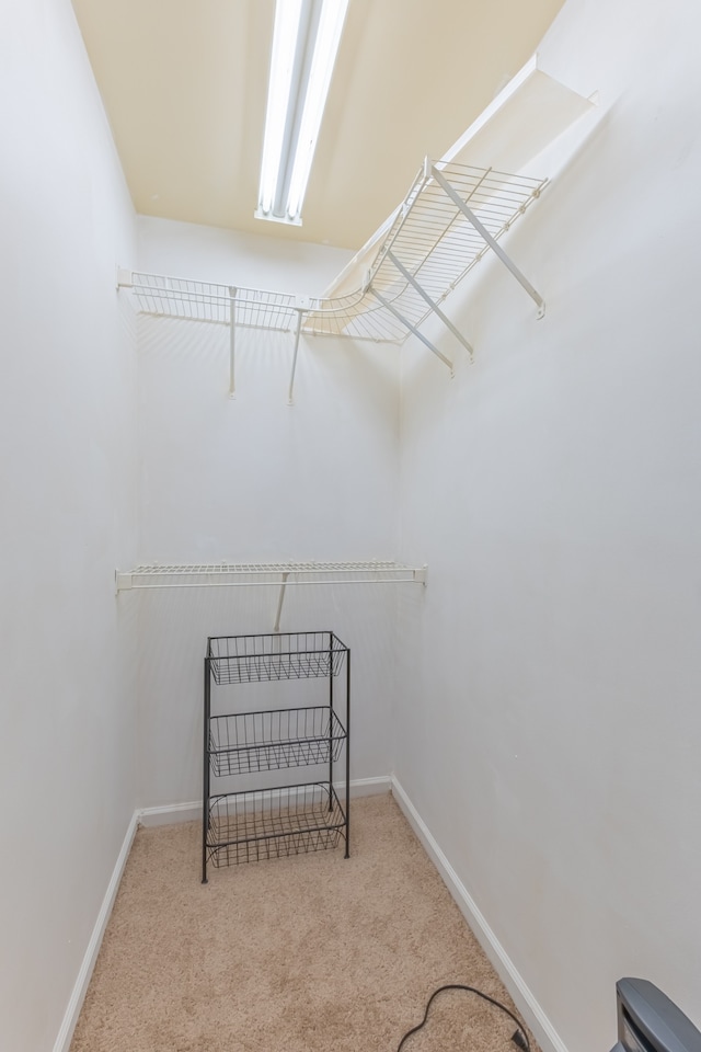 spacious closet featuring carpet floors