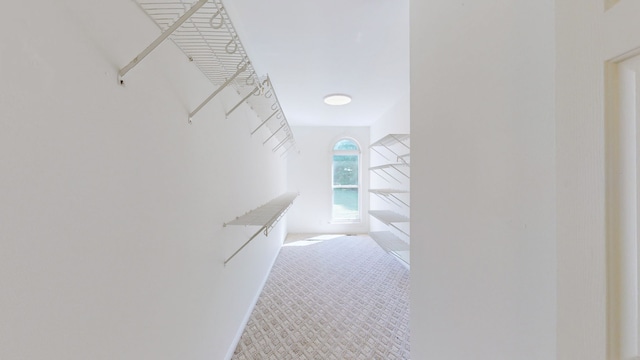 spacious closet featuring carpet