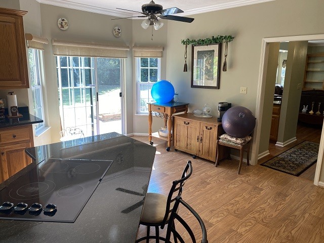 kitchen with ceiling fan, stovetop, light wood-type flooring, and crown molding