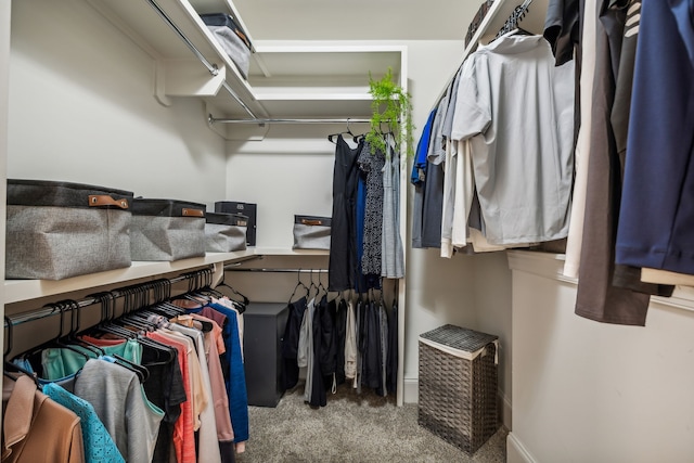 walk in closet featuring carpet floors