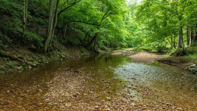 10890 Minor Hill Hwy, Goodspring, TN 38460 - water view featuring a forest
