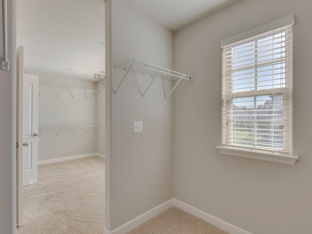 walk in closet with carpet flooring