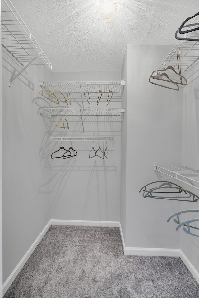 spacious closet featuring carpet flooring