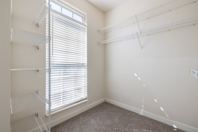 walk in closet featuring carpet flooring