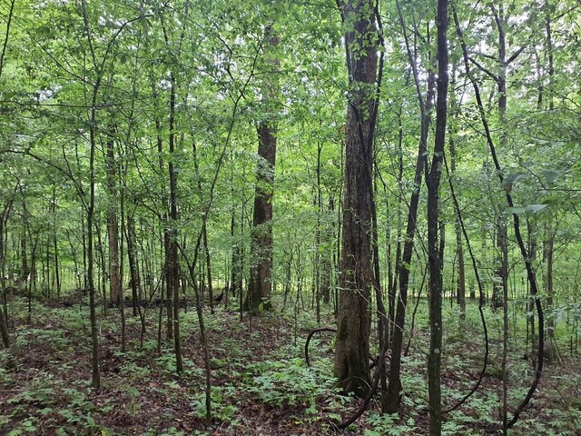 0 Sherwood Rd, Sherwood, TN 37376 - photo 6