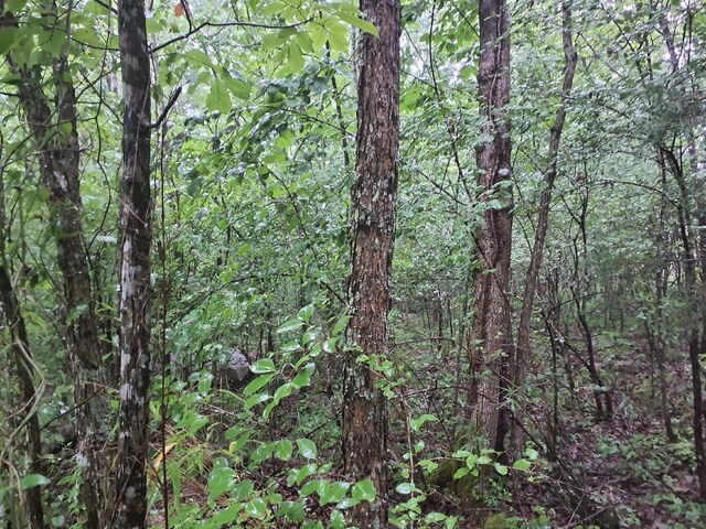 0 Sherwood Rd, Sherwood, TN 37376 - photo 5