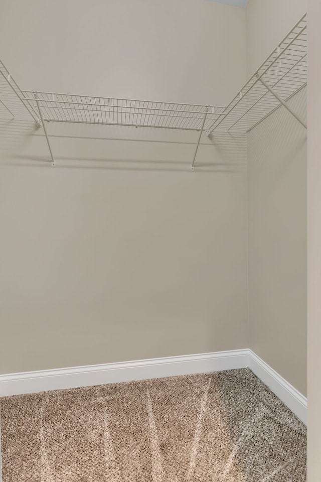 walk in closet featuring carpet flooring