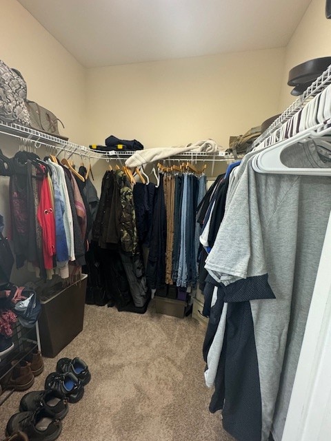 walk in closet featuring carpet flooring