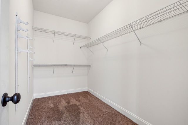 spacious closet with carpet floors