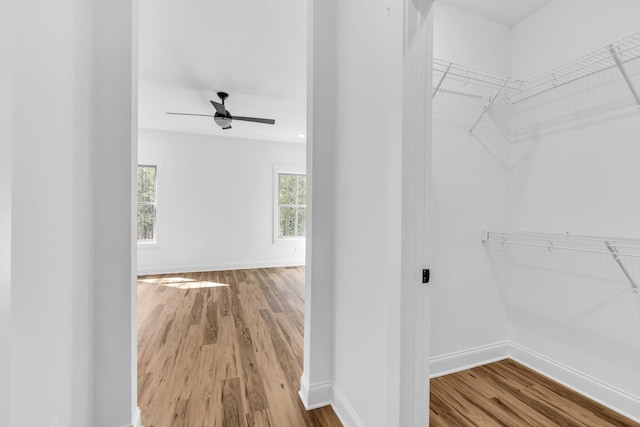 walk in closet featuring hardwood / wood-style floors and ceiling fan