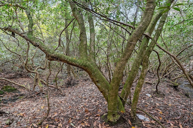 view of local wilderness