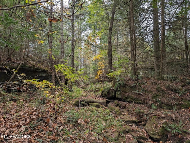 view of local wilderness