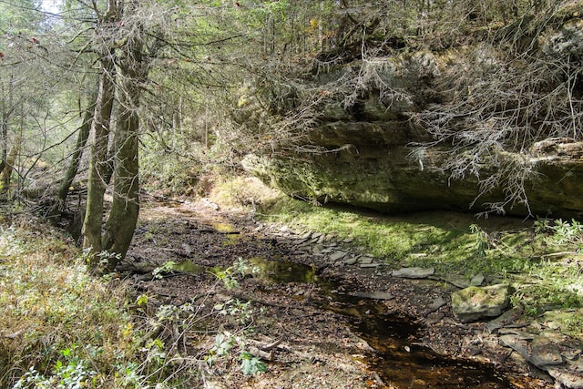 view of local wilderness