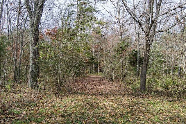 view of local wilderness