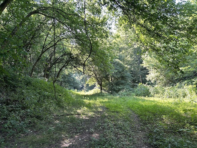 view of local wilderness